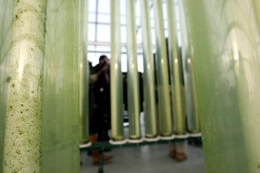 海藻生物能源现状